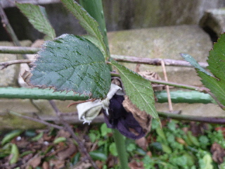 ブラックベリーの誘引