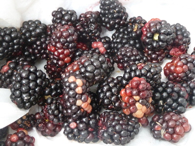 まだら模様のブラックベリー