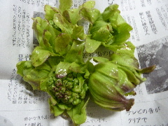 今年がフキノトウが早い