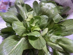 1月のチンゲンサイ