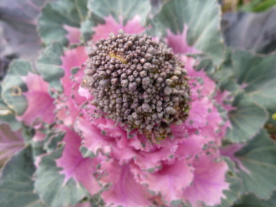 葉牡丹紫ブロッコリー