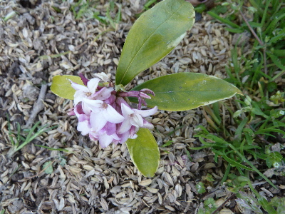 小さいジンチョウゲ