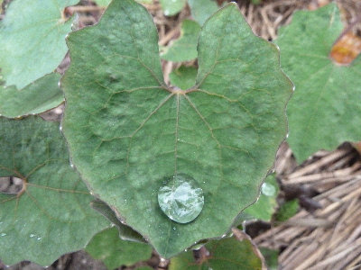 蕗の上のダイアモンド