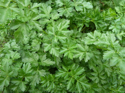 パセリ