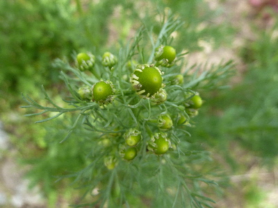 カモミールの蕾