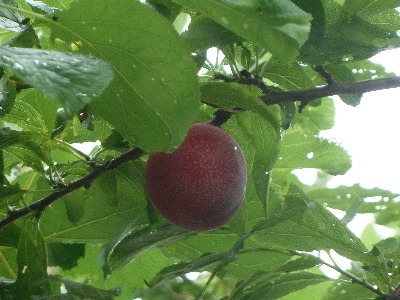 木になったスモモ