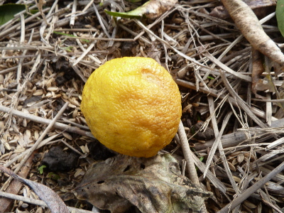 japan ゆずが地面に落ち出しました。 2月