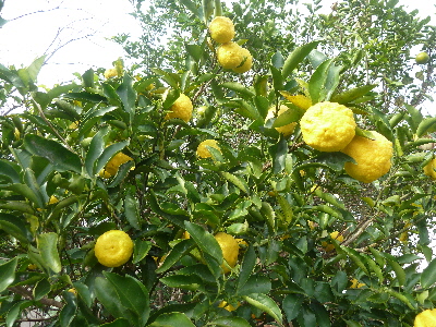 japan ゆずをドンドン食べよう。 11月