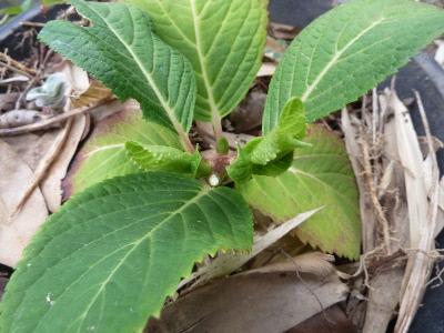霧島の恵の新芽