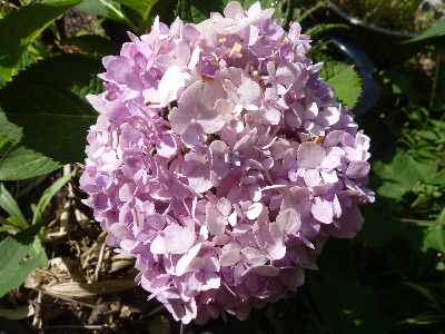 ピンクアジサイ