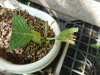 ブルーアジサイ