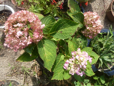 四季咲きアジサイ