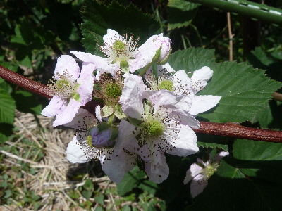 ブラックベリーの花