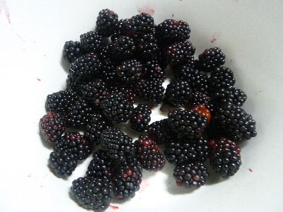 7月のブラックベリー