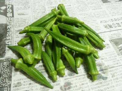 旬のオクラ