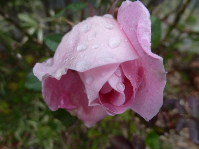 ピンクの冬の薔薇