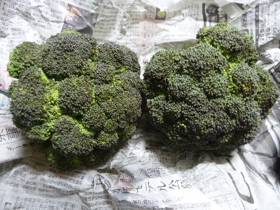 1月のブロッコリー