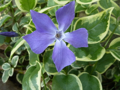 ツルニチソウ　島根