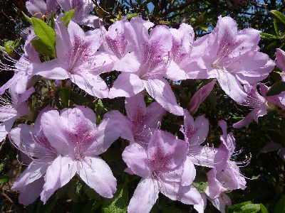 ツツジ　島根