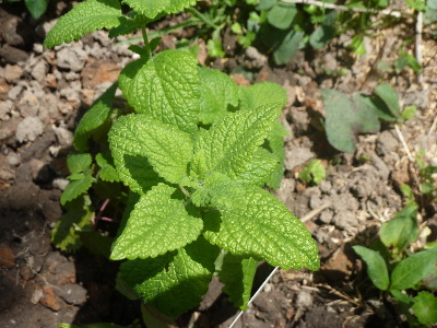 レモンバームクーヘン