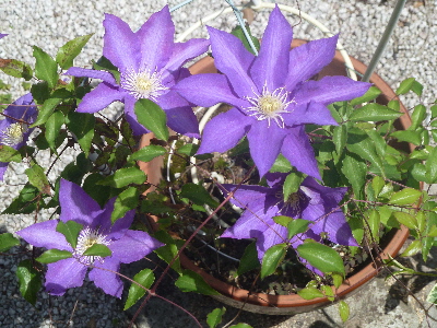 クレマチスの定番はこれ