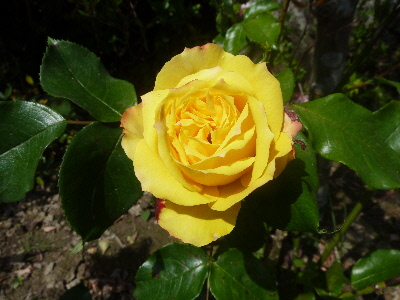 黄色い薔薇と緑の葉っぱ