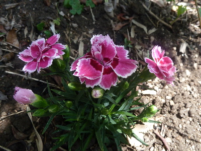 地植えのカーネーション