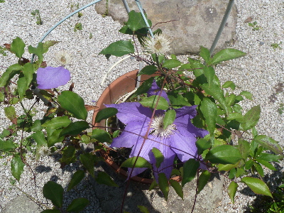 散りゆくクレマチス