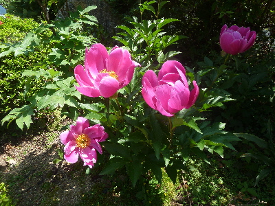 大きなシャクヤク