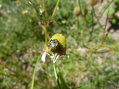 カモミールとカメムシ