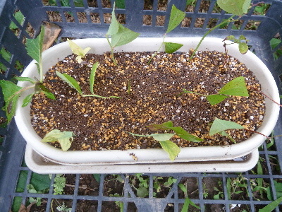 アジサイブルーベリークレマチスの挿し木