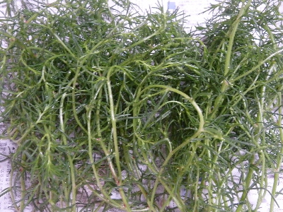 丘ヒジキは美味しいか