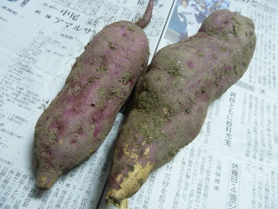 さつまいも堀り