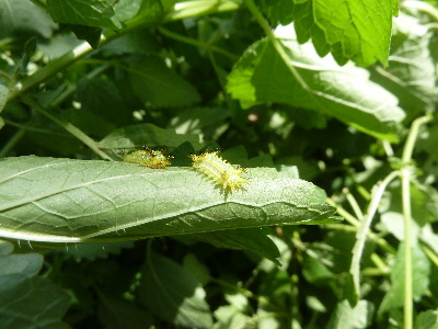 レモンバームとイラガ