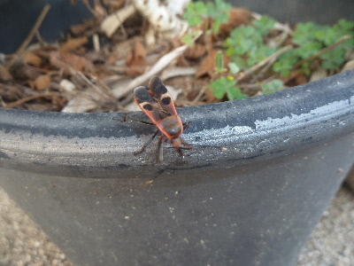 オオホシカメムシ