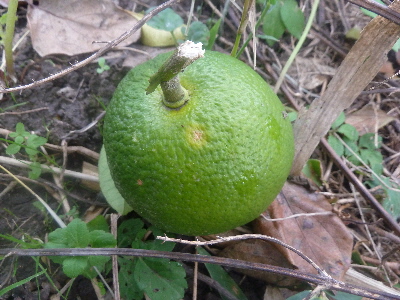 台風被害のミカン