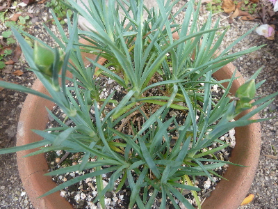 カーネーション冬