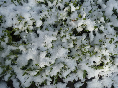 雪の中の野菜
