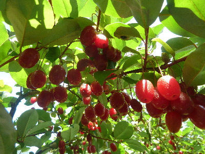 赤々としたグミの実