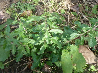 クコの植え替え