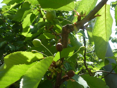 茶色いサクランボは病気