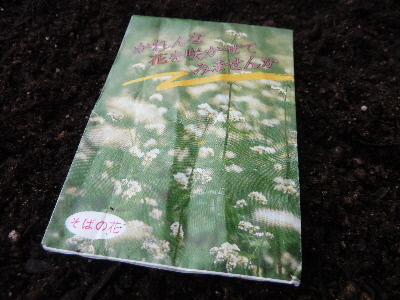 japan 蕎麦の種を蒔きました。 6月