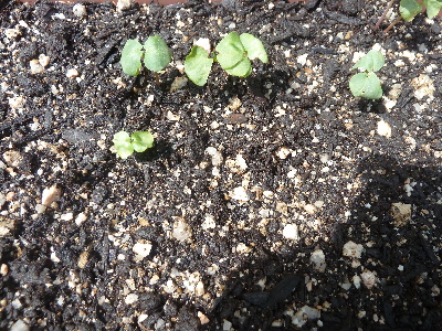 japan 蕎麦の発芽率が低かったです。 6月