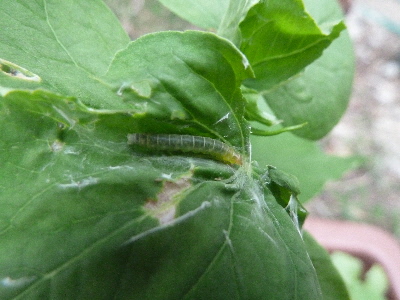 japan 蕎麦にハマキムシがいました。 7月
