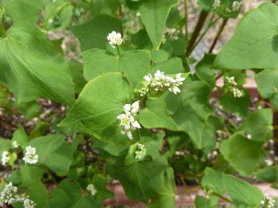 japan 蕎麦の花って小さいな。 7月