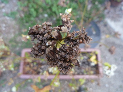 japan 蕎麦の実はあまりできませんでした。 9月