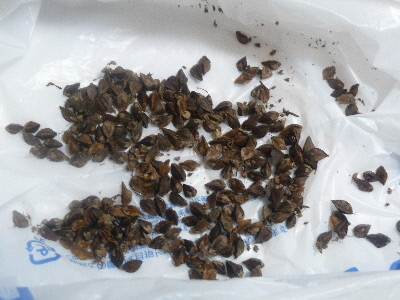 japan 蕎麦の実を収穫しました。 10月