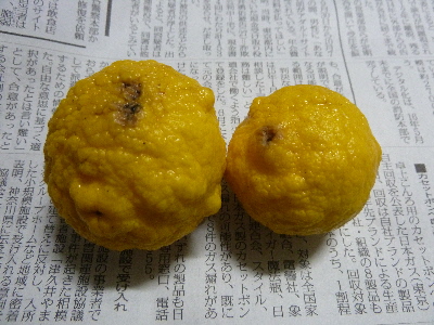 japan ゆずが痛んでいました。 2月