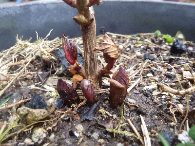 アジサイの新芽