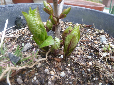 アジサイの新芽